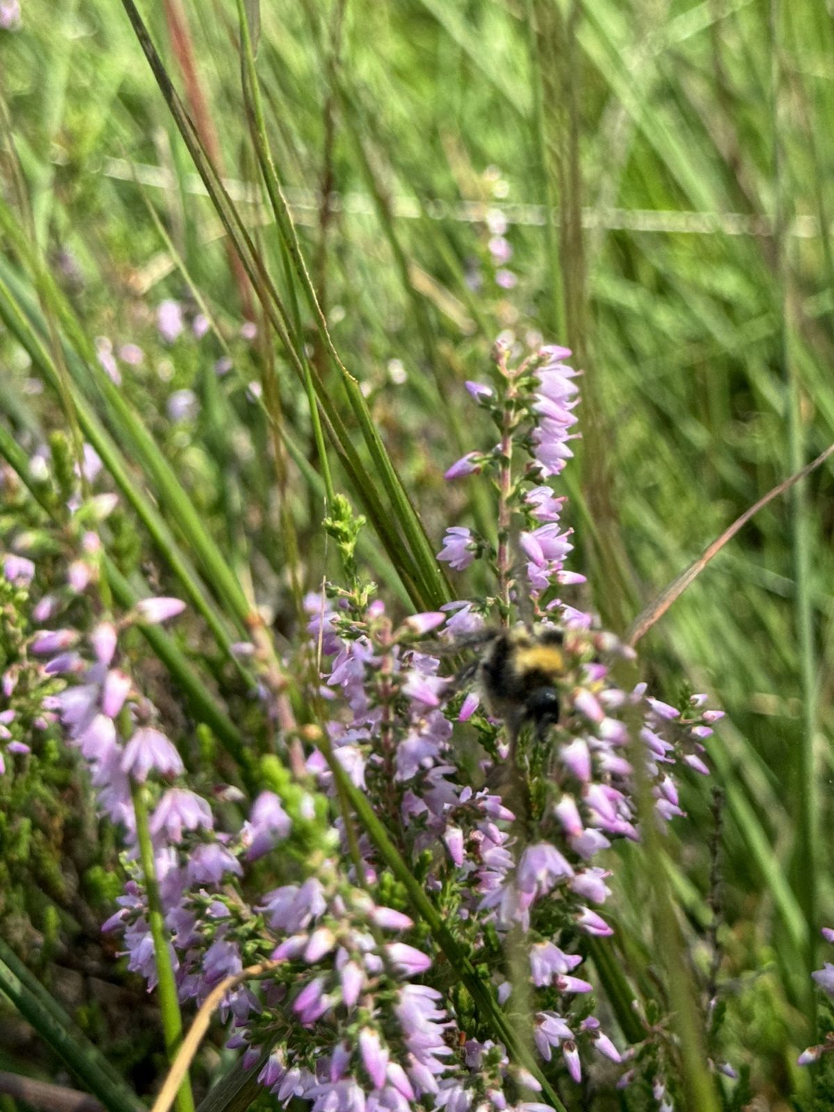 Hummel auf Heideblüte