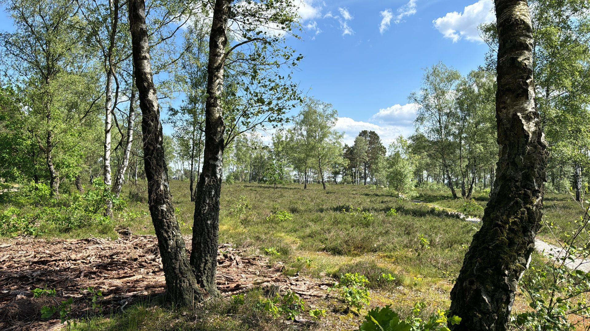 Birken und Heideflächen