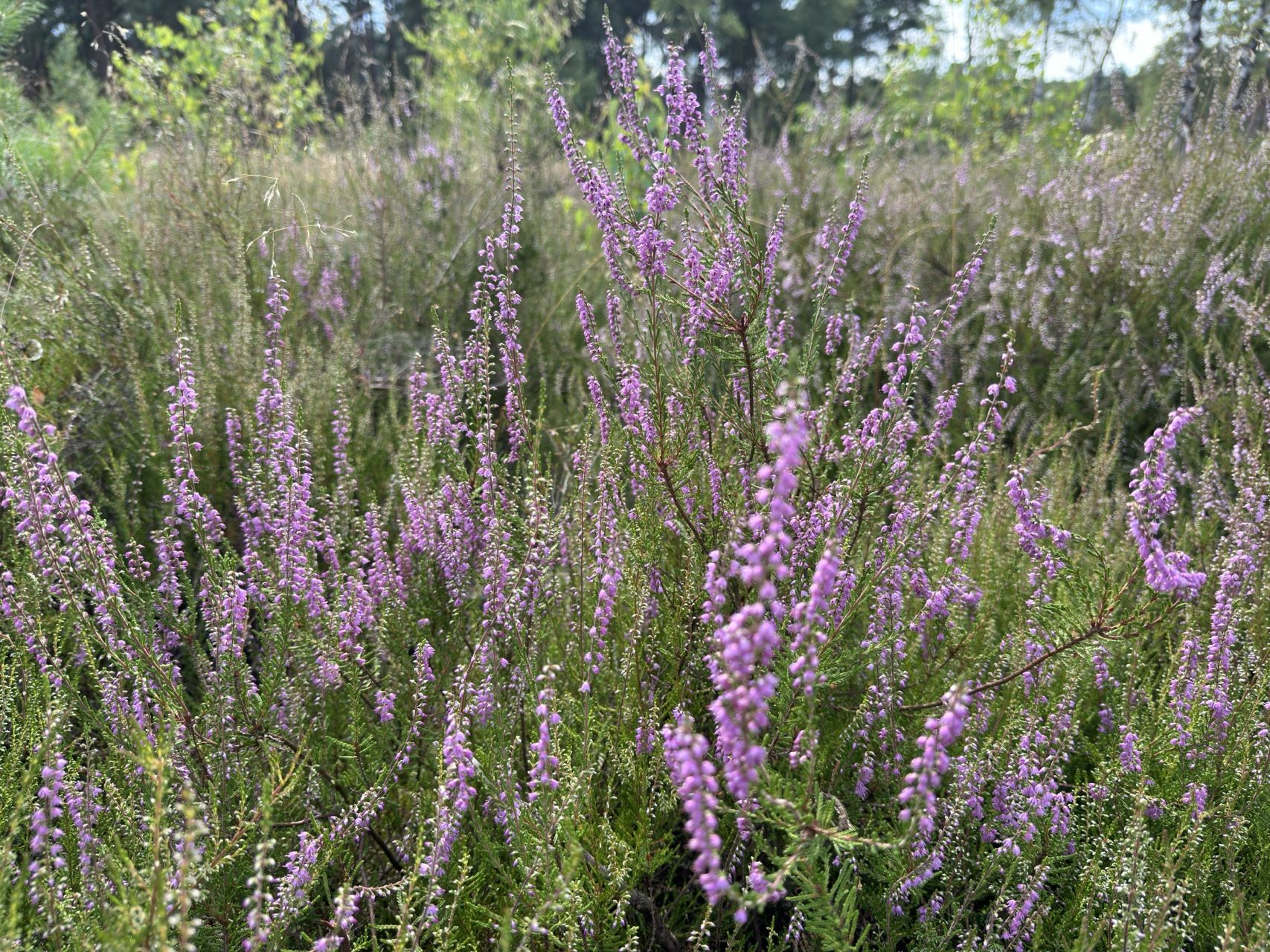 Blühende Besenheide im Heidekreis