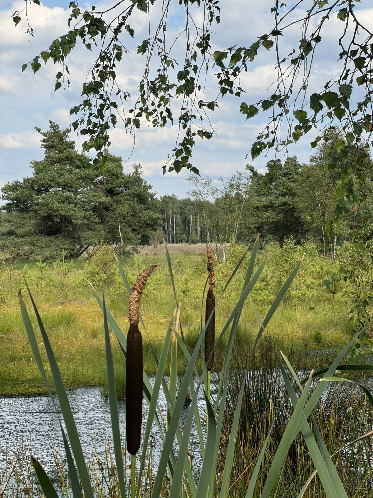 Moorteich mit Rohrkolben